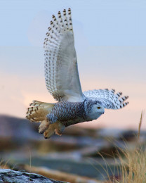 Snowy Owl in Flight Photo on Canvas 16 x 20 inches